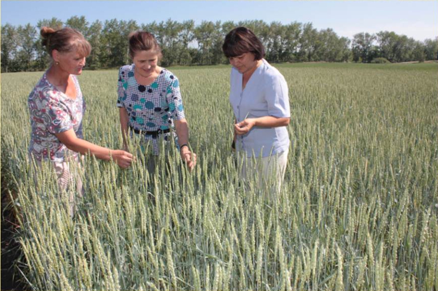 Специалисты селекции Лидия Мальцева село Садовое